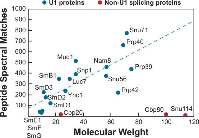 https://cdn.ncbi.nlm.nih.gov/pmc/blobs/510e/9436412/7978f2356997/elife-70534-fig1-figsupp1.jpg