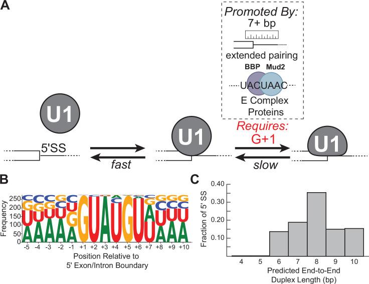 https://cdn.ncbi.nlm.nih.gov/pmc/blobs/510e/9436412/7d76a3840ee7/elife-70534-fig7.jpg