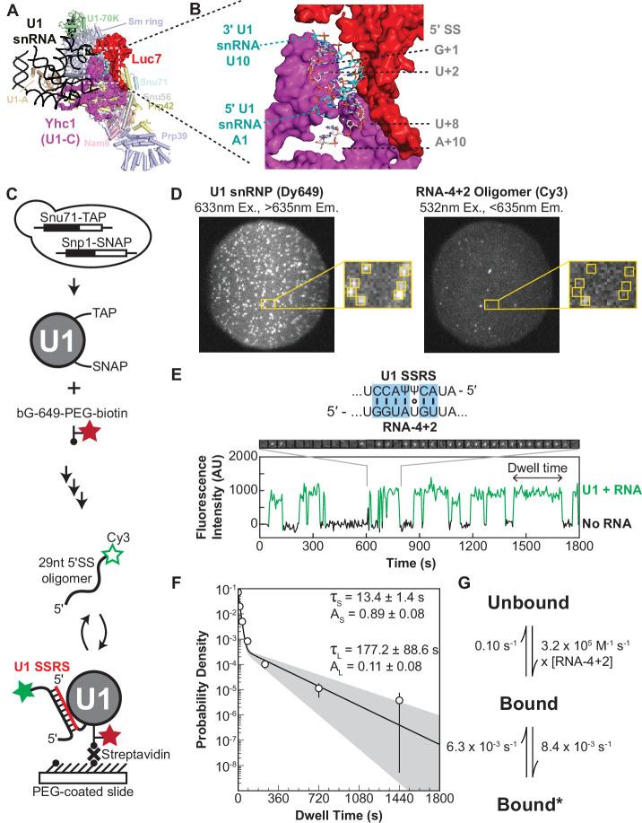 https://cdn.ncbi.nlm.nih.gov/pmc/blobs/510e/9436412/eab8d90a67f4/elife-70534-fig1.jpg