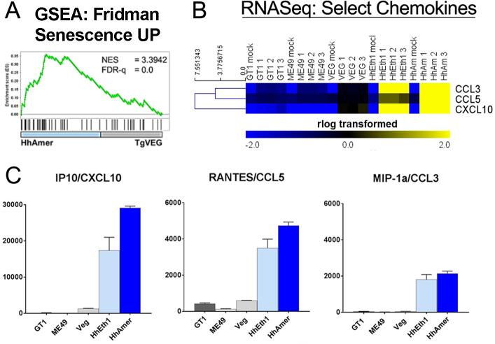 https://cdn.ncbi.nlm.nih.gov/pmc/blobs/5131/7360062/42149f4f47d7/ppat.1008528.g006.jpg
