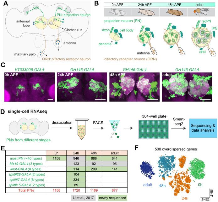 https://cdn.ncbi.nlm.nih.gov/pmc/blobs/5145/7870145/2a7cd99e9e29/elife-63450-fig1.jpg