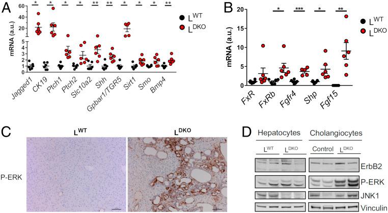 https://cdn.ncbi.nlm.nih.gov/pmc/blobs/5155/7368313/0c1f3ff6b424/pnas.2002672117fig03.jpg