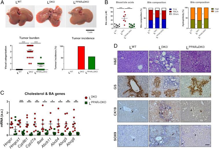 https://cdn.ncbi.nlm.nih.gov/pmc/blobs/5155/7368313/888b5612b2d4/pnas.2002672117fig04.jpg