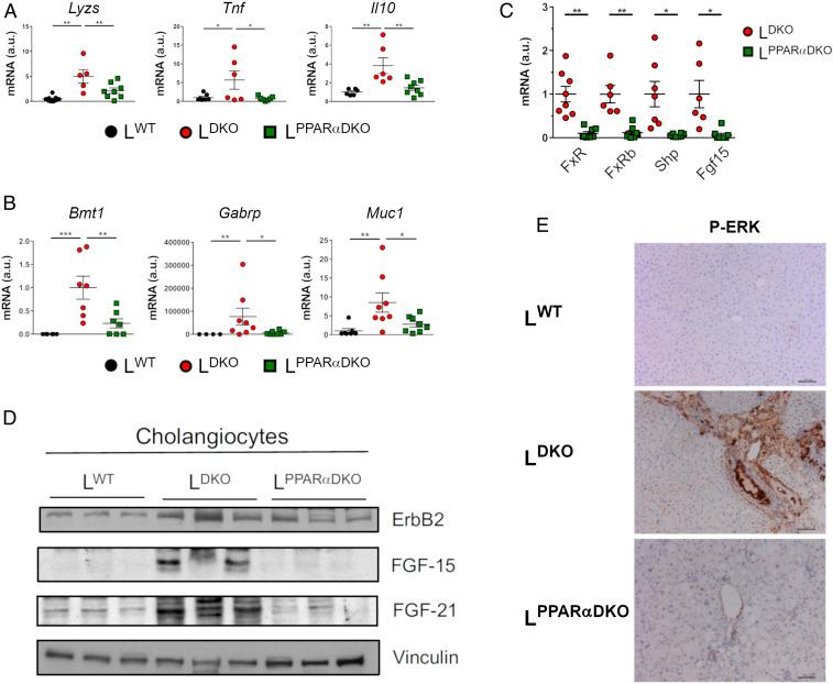 https://cdn.ncbi.nlm.nih.gov/pmc/blobs/5155/7368313/d6e06bbd9b46/pnas.2002672117fig05.jpg