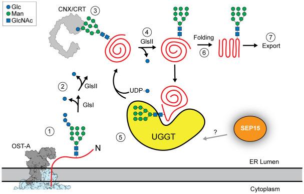 https://cdn.ncbi.nlm.nih.gov/pmc/blobs/51be/11348098/a50488351f40/pnas.2315009121fig01.jpg