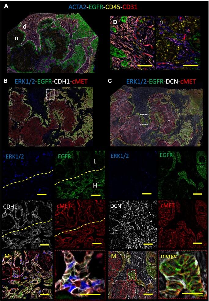 https://cdn.ncbi.nlm.nih.gov/pmc/blobs/51c5/10250239/6a71f9a16c8a/gkad352fig6.jpg
