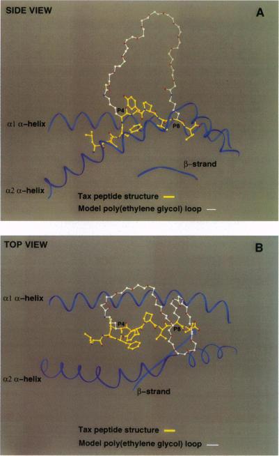 https://cdn.ncbi.nlm.nih.gov/pmc/blobs/51dd/39320/6525cbad468e/pnas01511-0077-a.jpg