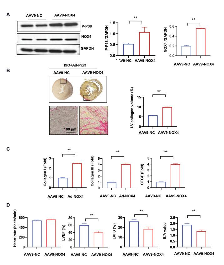 https://cdn.ncbi.nlm.nih.gov/pmc/blobs/51e0/10331444/e5c1c5ccb582/Cell-J-25-391-g05.jpg