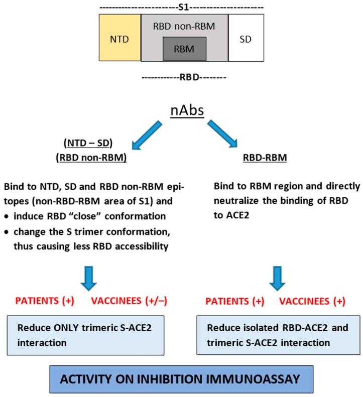 https://cdn.ncbi.nlm.nih.gov/pmc/blobs/51f9/11359269/324d12dce6c1/vaccines-12-00914-g009.jpg