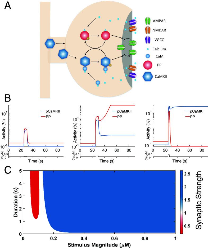 https://cdn.ncbi.nlm.nih.gov/pmc/blobs/51fc/10873618/70372a421914/pnas.2311709121fig01.jpg