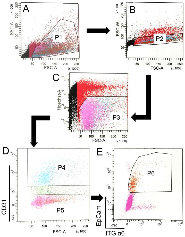 https://cdn.ncbi.nlm.nih.gov/pmc/blobs/5290/8145967/09a8980e38fd/cells-10-01014-g002.jpg