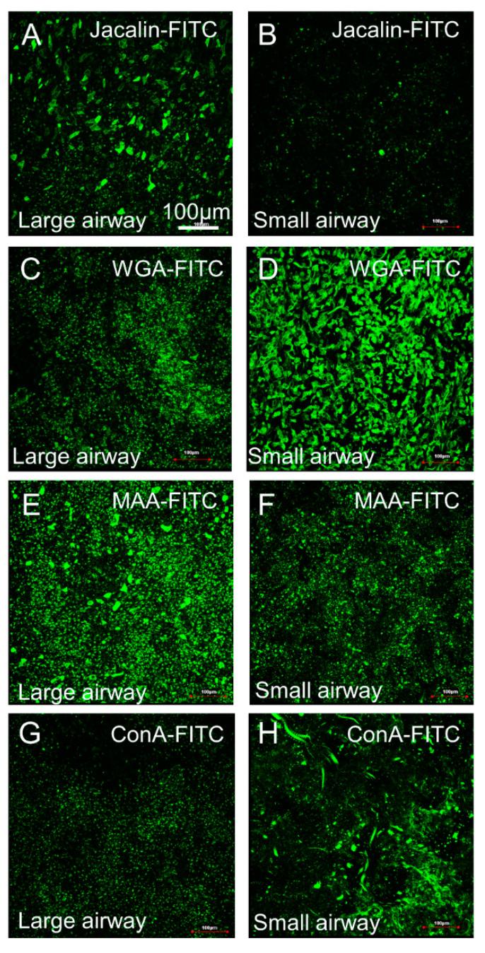 https://cdn.ncbi.nlm.nih.gov/pmc/blobs/5290/8145967/859561cd2c62/cells-10-01014-g007.jpg
