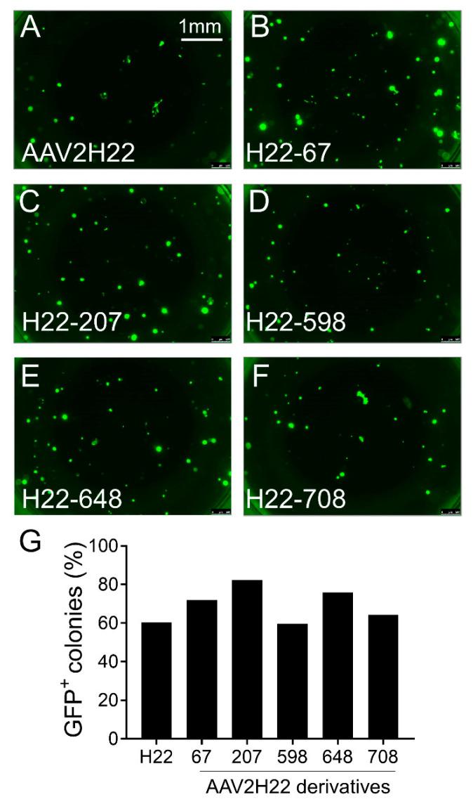 https://cdn.ncbi.nlm.nih.gov/pmc/blobs/5290/8145967/cb82ea10a890/cells-10-01014-g003.jpg