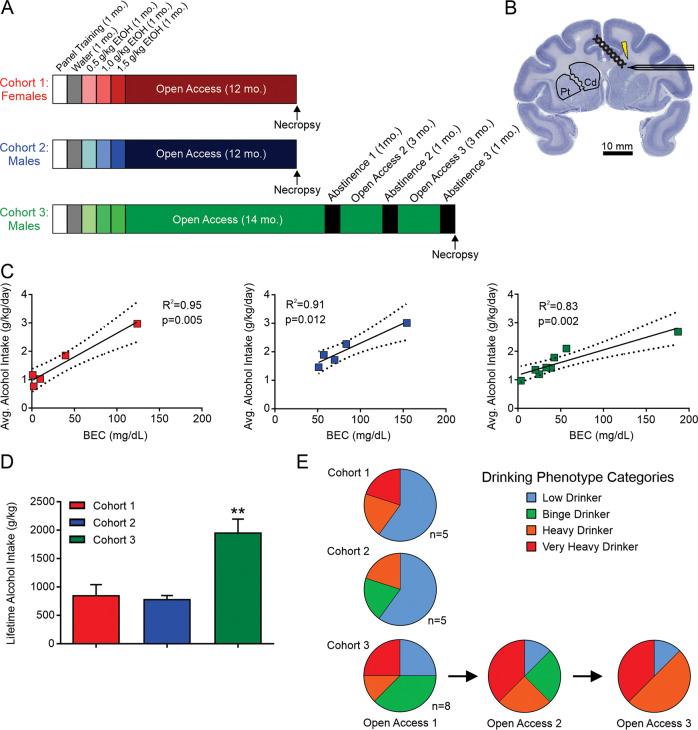 https://cdn.ncbi.nlm.nih.gov/pmc/blobs/52c4/8209056/cc2bafa82fcf/41386_2020_938_Fig1_HTML.jpg