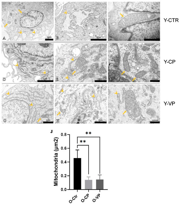 https://cdn.ncbi.nlm.nih.gov/pmc/blobs/52c7/12251965/3586a86c4637/nutrients-17-02147-g008.jpg