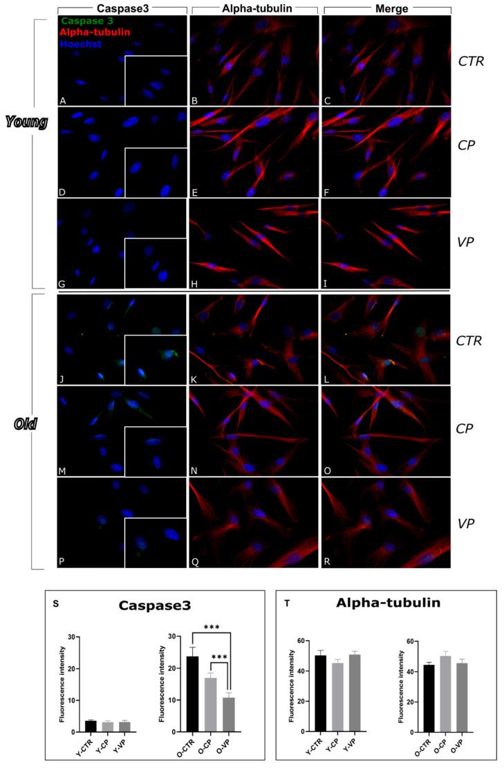 https://cdn.ncbi.nlm.nih.gov/pmc/blobs/52c7/12251965/6594b0fd07b3/nutrients-17-02147-g006.jpg
