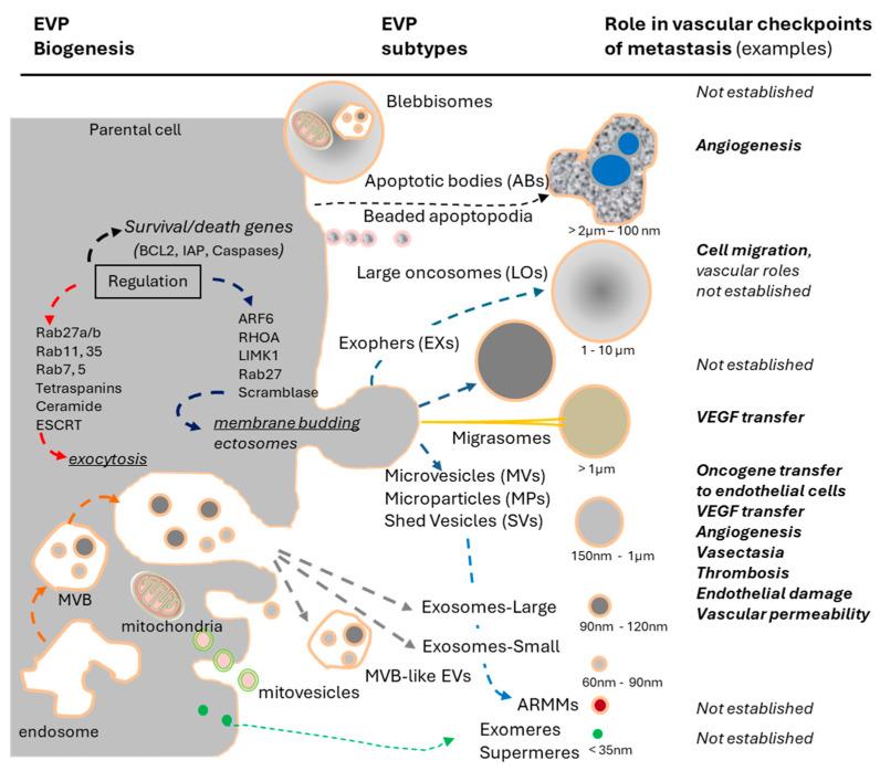 https://cdn.ncbi.nlm.nih.gov/pmc/blobs/52f0/12191290/b7a93a6cd3ac/cancers-17-01966-g002.jpg