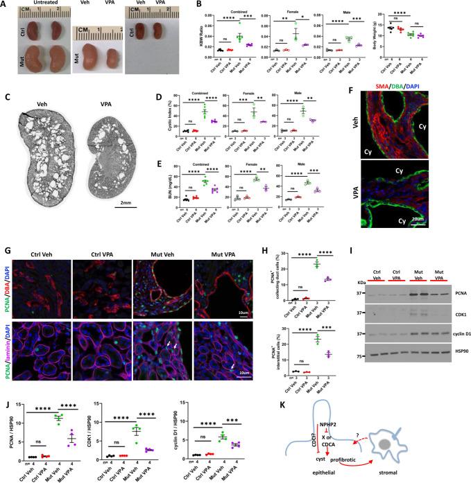 https://cdn.ncbi.nlm.nih.gov/pmc/blobs/5320/10154023/4d88aade1961/elife-82395-fig7.jpg