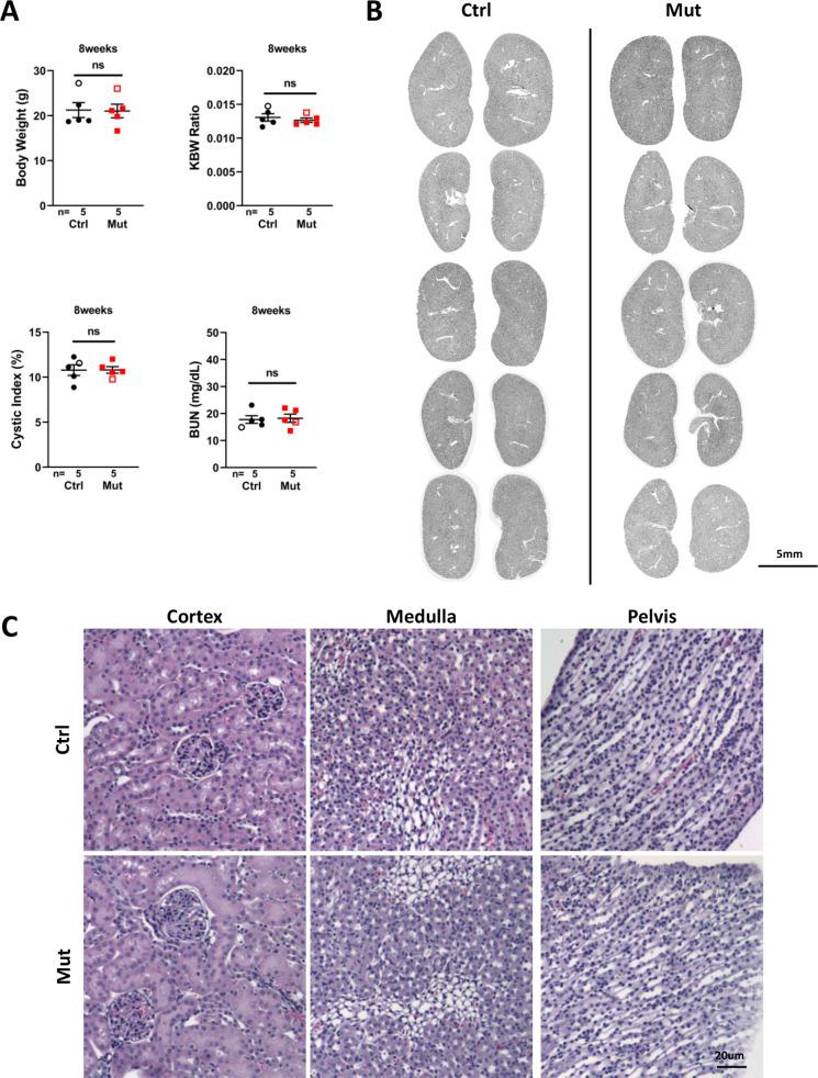 https://cdn.ncbi.nlm.nih.gov/pmc/blobs/5320/10154023/cd475fc33c6c/elife-82395-fig4-figsupp1.jpg