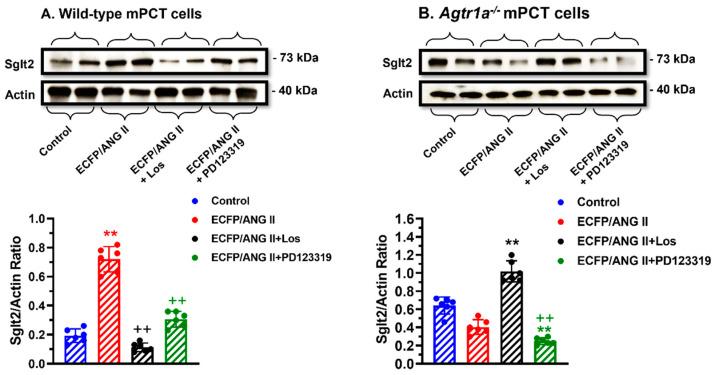 https://cdn.ncbi.nlm.nih.gov/pmc/blobs/53a0/10252550/22ffbc7df139/cells-12-01492-g007.jpg