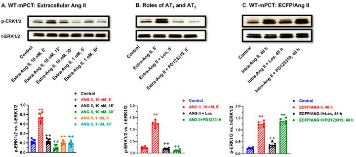 https://cdn.ncbi.nlm.nih.gov/pmc/blobs/53a0/10252550/f576226d256e/cells-12-01492-g009.jpg