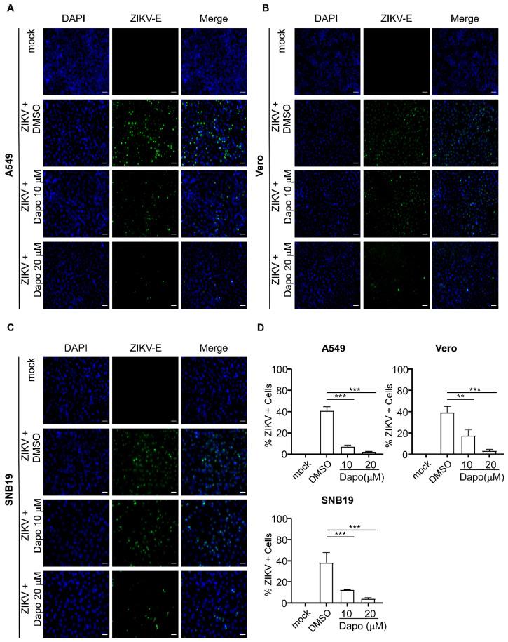 https://cdn.ncbi.nlm.nih.gov/pmc/blobs/53b7/10745718/6c6c289d414d/molecules-28-08142-g005.jpg