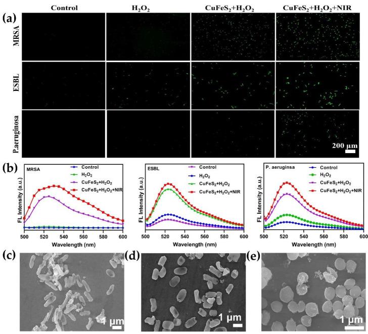 https://cdn.ncbi.nlm.nih.gov/pmc/blobs/53c9/9315979/73a84cfcc537/nanomaterials-12-02469-g005.jpg