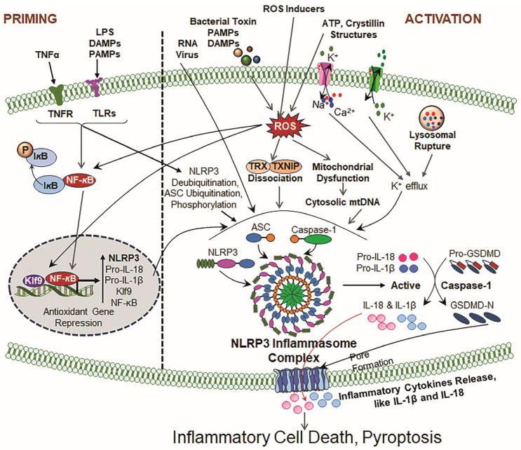 https://cdn.ncbi.nlm.nih.gov/pmc/blobs/53ce/12248983/d6b9a293a8e3/cells-14-00994-g002.jpg