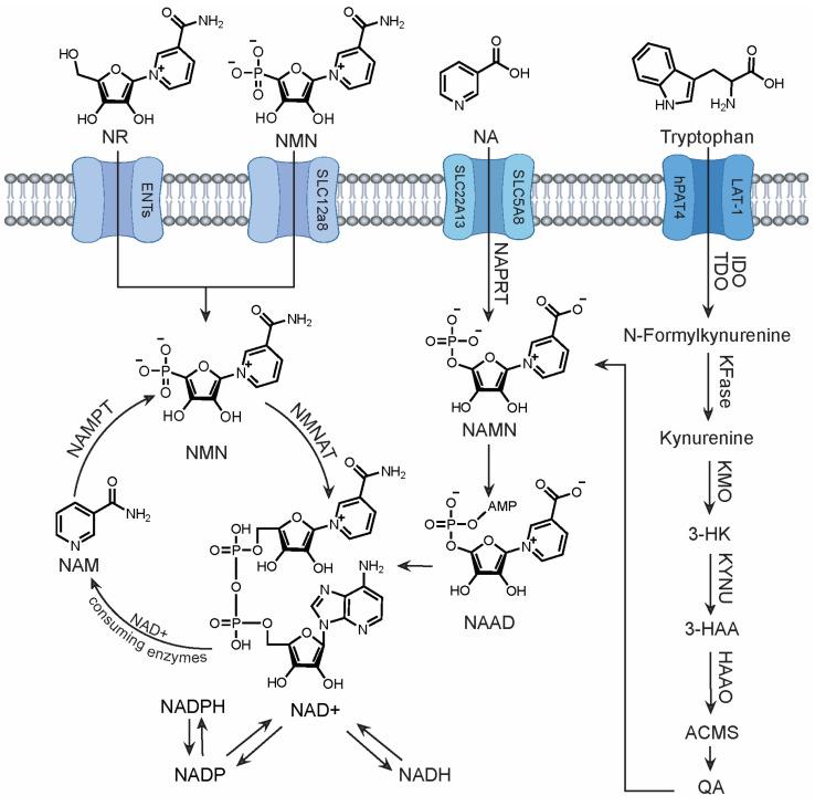 https://cdn.ncbi.nlm.nih.gov/pmc/blobs/53f2/11205942/d119fb4dd709/metabolites-14-00341-g001.jpg