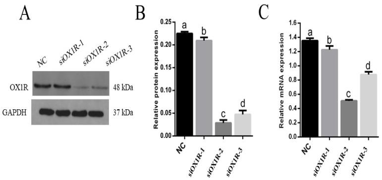 https://cdn.ncbi.nlm.nih.gov/pmc/blobs/5450/8467508/39dc4bb99e7d/molecules-26-05635-g002.jpg
