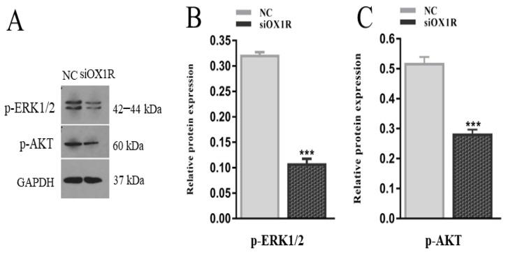 https://cdn.ncbi.nlm.nih.gov/pmc/blobs/5450/8467508/9b8a7326cdd4/molecules-26-05635-g007.jpg