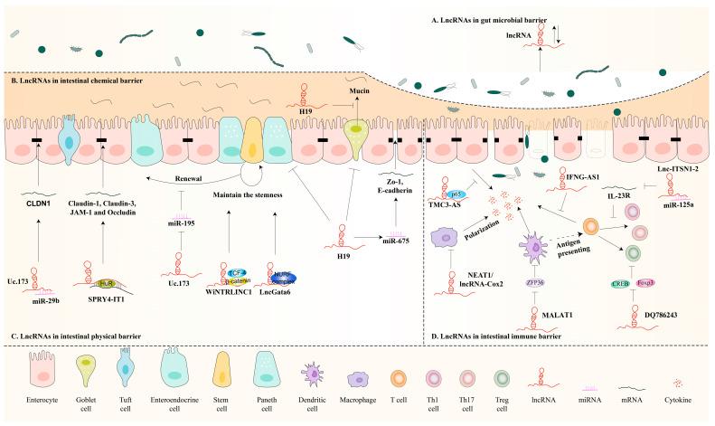 https://cdn.ncbi.nlm.nih.gov/pmc/blobs/5487/10669616/7cc7f1ec3d38/biomolecules-13-01674-g002.jpg