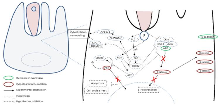https://cdn.ncbi.nlm.nih.gov/pmc/blobs/549f/7692234/6554578fc32f/microorganisms-08-01665-g004.jpg