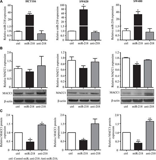 https://cdn.ncbi.nlm.nih.gov/pmc/blobs/54a2/5288198/401d3bd311f1/oncotarget-07-53443-g003.jpg