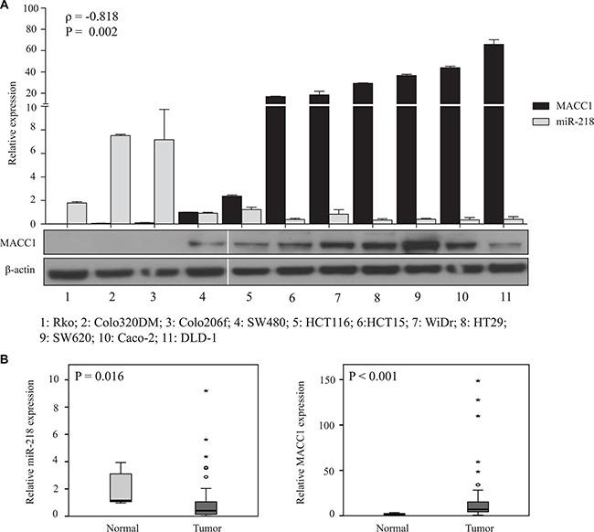 https://cdn.ncbi.nlm.nih.gov/pmc/blobs/54a2/5288198/9b400f51720e/oncotarget-07-53443-g001.jpg