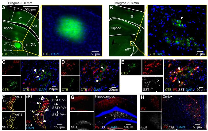https://cdn.ncbi.nlm.nih.gov/pmc/blobs/54e6/8064751/b4fa6b125fac/elife-61437-fig1-figsupp2.jpg