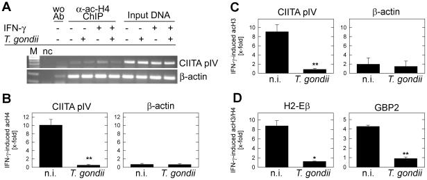 https://cdn.ncbi.nlm.nih.gov/pmc/blobs/550b/3262016/cb25e2ca976b/ppat.1002483.g006.jpg
