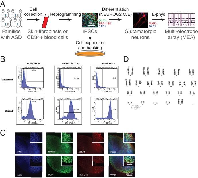 https://cdn.ncbi.nlm.nih.gov/pmc/blobs/5528/6372285/0efc66e7d8e8/elife-40092-fig2.jpg