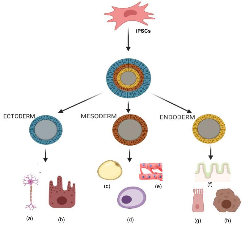 https://cdn.ncbi.nlm.nih.gov/pmc/blobs/552e/7823630/51becec32057/cells-10-00054-g006.jpg