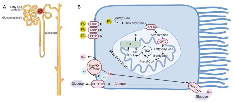 https://cdn.ncbi.nlm.nih.gov/pmc/blobs/5539/8151053/5b5775170c51/nutrients-13-01580-g001.jpg
