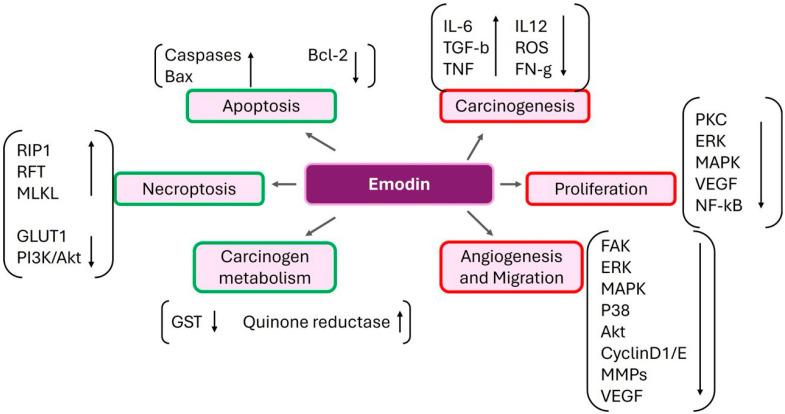 https://cdn.ncbi.nlm.nih.gov/pmc/blobs/5546/11394730/2c8458d7345a/ijms-25-09593-g009.jpg