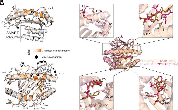 https://cdn.ncbi.nlm.nih.gov/pmc/blobs/554b/12184636/745753ce1e03/pnas.2506016122fig01.jpg
