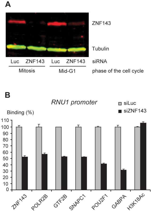 https://cdn.ncbi.nlm.nih.gov/pmc/blobs/555f/3499247/77f24e4b5034/pgen.1003028.g006.jpg