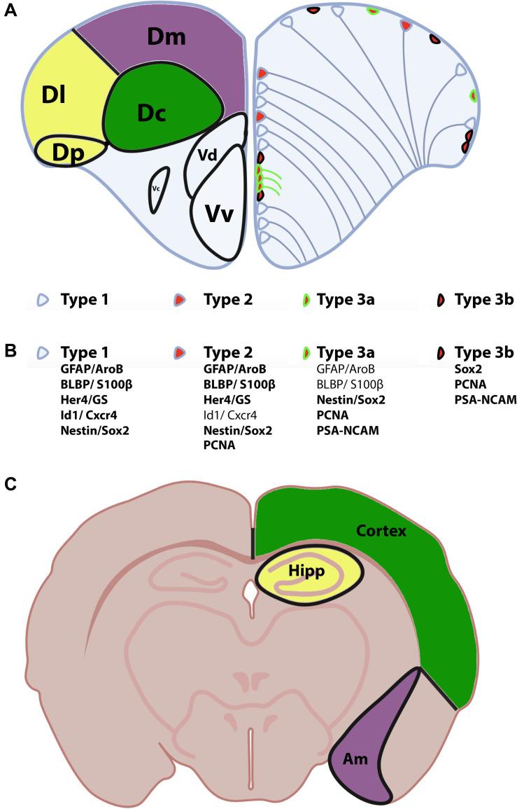 https://cdn.ncbi.nlm.nih.gov/pmc/blobs/556d/7538694/e954f8ddf067/fnins-14-568930-g002.jpg