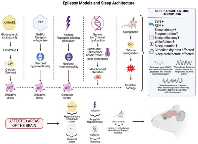 https://cdn.ncbi.nlm.nih.gov/pmc/blobs/55a7/12383601/722fe651a2a1/biomedicines-13-02005-g002.jpg
