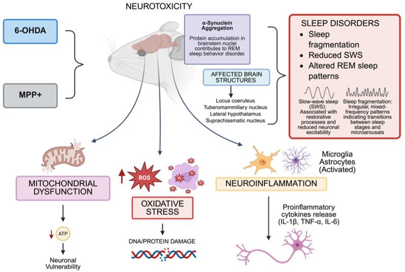 https://cdn.ncbi.nlm.nih.gov/pmc/blobs/55a7/12383601/d7504119e29b/biomedicines-13-02005-g001.jpg