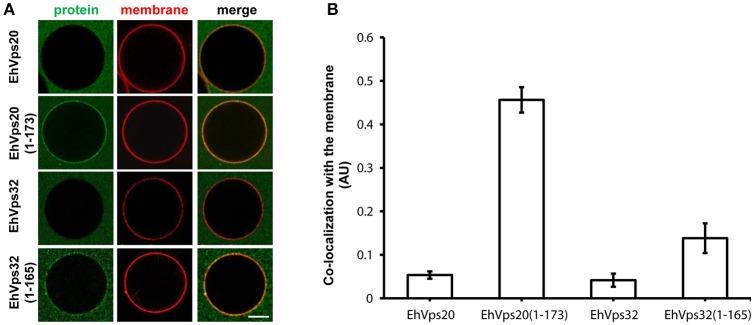 https://cdn.ncbi.nlm.nih.gov/pmc/blobs/55f2/5838018/6df825fe45f7/fcimb-08-00053-g0006.jpg