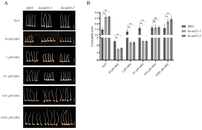 https://cdn.ncbi.nlm.nih.gov/pmc/blobs/561c/11434697/0d65bdb98c44/plants-13-02593-g007.jpg