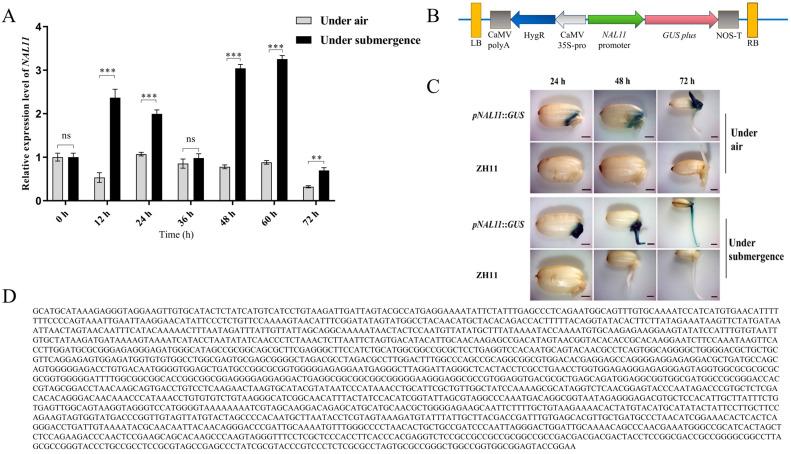 https://cdn.ncbi.nlm.nih.gov/pmc/blobs/561c/11434697/84af7c12f879/plants-13-02593-g002.jpg