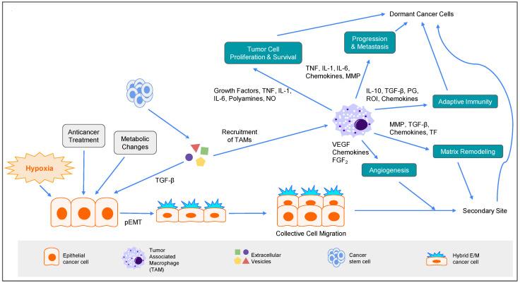 https://cdn.ncbi.nlm.nih.gov/pmc/blobs/5642/9775460/af80b70d07e2/biomolecules-12-01862-g006.jpg